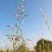 Tall Oat Grass - Photo (c) Zolotukhina Irina, some rights reserved (CC BY-NC), uploaded by Zolotukhina Irina