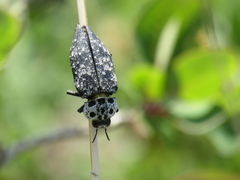 Capnodis cariosa