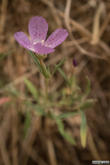 Clarkia affinis