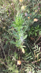 Eryngium leavenworthii