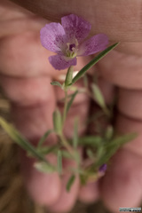 Clarkia affinis