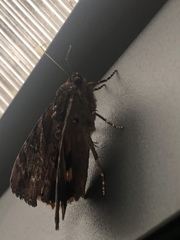 Catocala muliercula