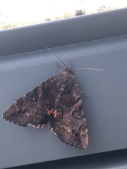 Catocala muliercula