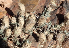 Barleria lichtensteiniana