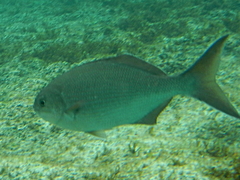 Kyphosus cornelii