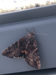 Catocala muliercula