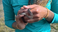 Thamnophis lineri