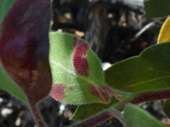 Exobasidium arctostaphyli