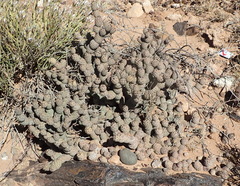 Tephrocactus articulatus