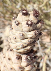 Tephrocactus articulatus