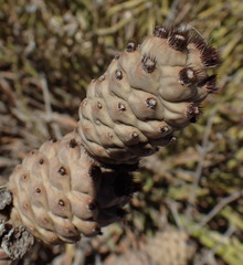 Tephrocactus articulatus