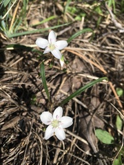 Claytonia