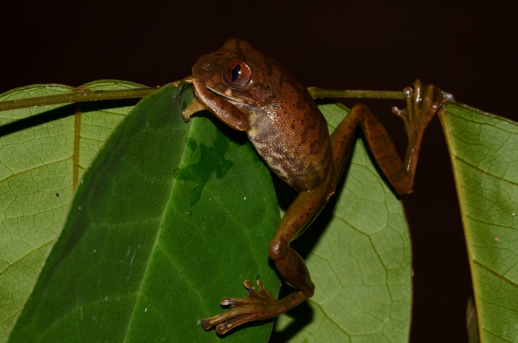 Victoria Forest Tree Frog