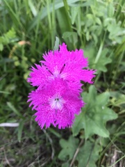 Dianthus × courtoisii