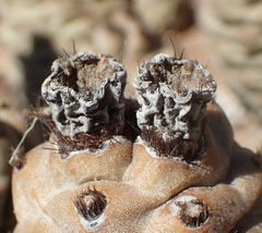 Tephrocactus articulatus