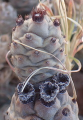 Tephrocactus articulatus