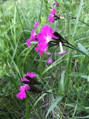 Dianthus × courtoisii
