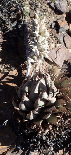 Image of Aloe claviflora by (c) Nicola van Berkel, some rights reserved (CC BY-SA)