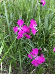 Dianthus × courtoisii