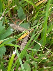 Nephrotoma flavescens