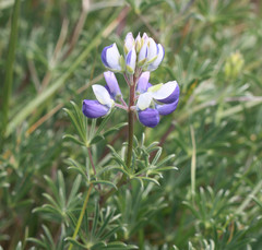 Lupinus variicolor