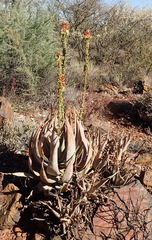 Aloe gariepensis