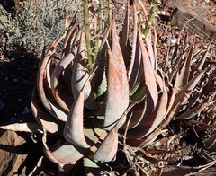 Aloe gariepensis