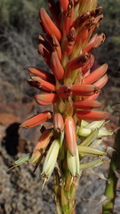 Aloe gariepensis