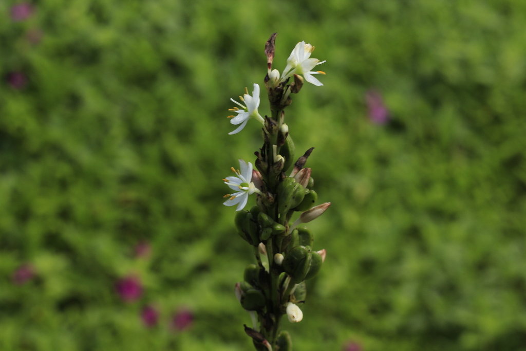 Chlorophytum glaucoides