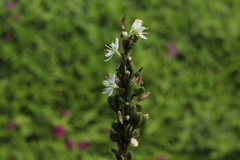 Chlorophytum glaucoides