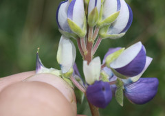 Lupinus variicolor