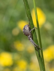 Philodromus buxi