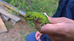 Sceloporus formosus