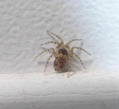 Oecobius maculatus