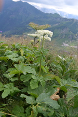 Peucedanum ostruthium