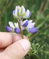 Lupinus variicolor