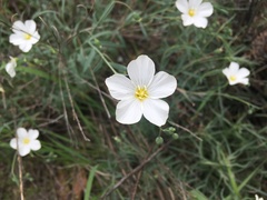 Linum perenne