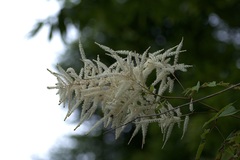 Aruncus