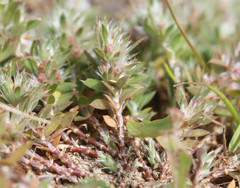 Paronychia franciscana