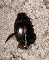 Thermonectus basillaris