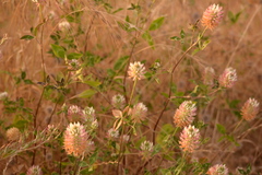 Trifolium vesiculosum