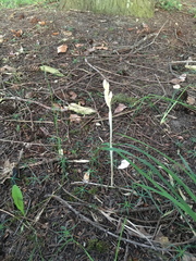 Cephalanthera austiniae