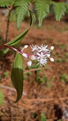 Maianthemum paniculatum