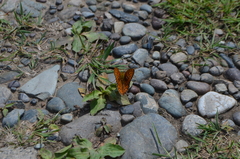 Argynnis adippe