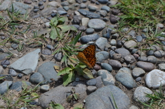 Argynnis adippe
