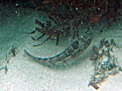 Notolabrus parilus