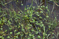 Halerpestes sarmentosa