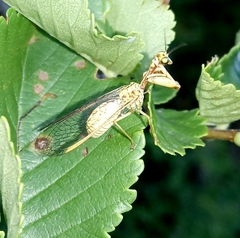 Mantispa aphavexelte