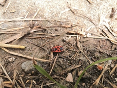 Pyrrhocoris apterus