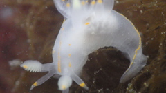 Ancula gibbosa